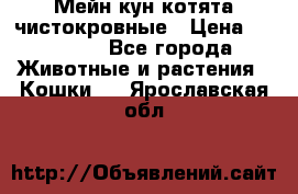 Мейн-кун котята чистокровные › Цена ­ 25 000 - Все города Животные и растения » Кошки   . Ярославская обл.